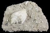 Eocene Fossil Gastropod (Athleta) - Damery, France #73819-1